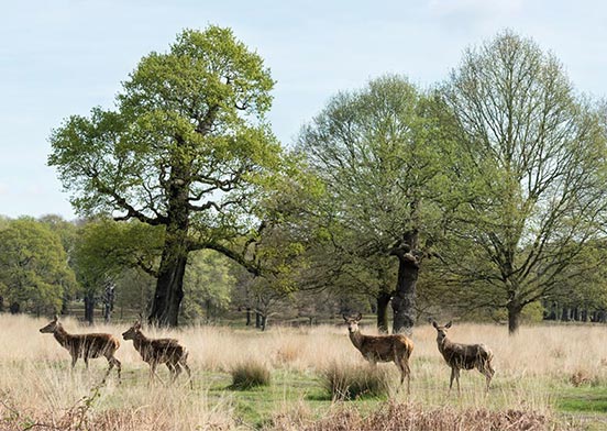 richmond-park