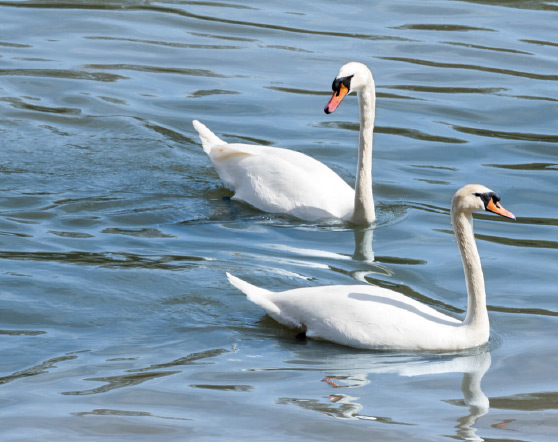 carlton-house-swans