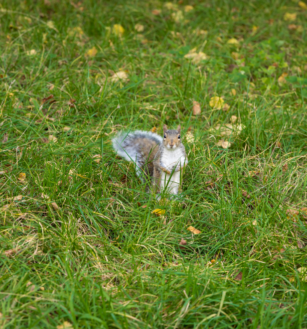 23w squirrel 612 x 655