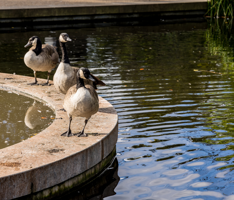 23w ducks 766 x 655