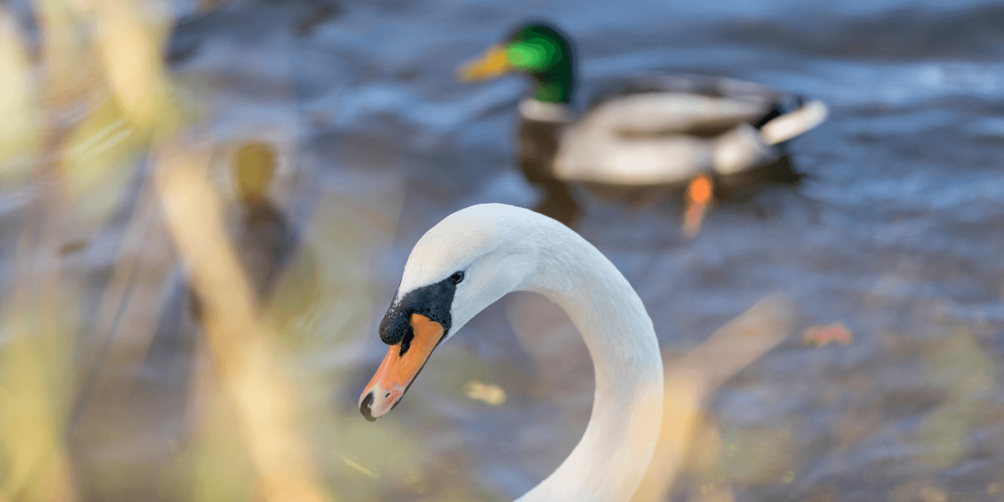 Cavendish Gardens - Hounslow West