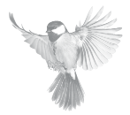 Bird 147px