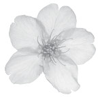 Sakura 147px