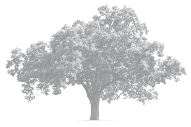 Icon tree 127px