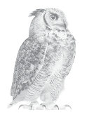 Icon owl 2 127px