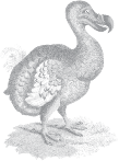 Dodo2_Grey