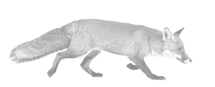 Icon fox grey 127px