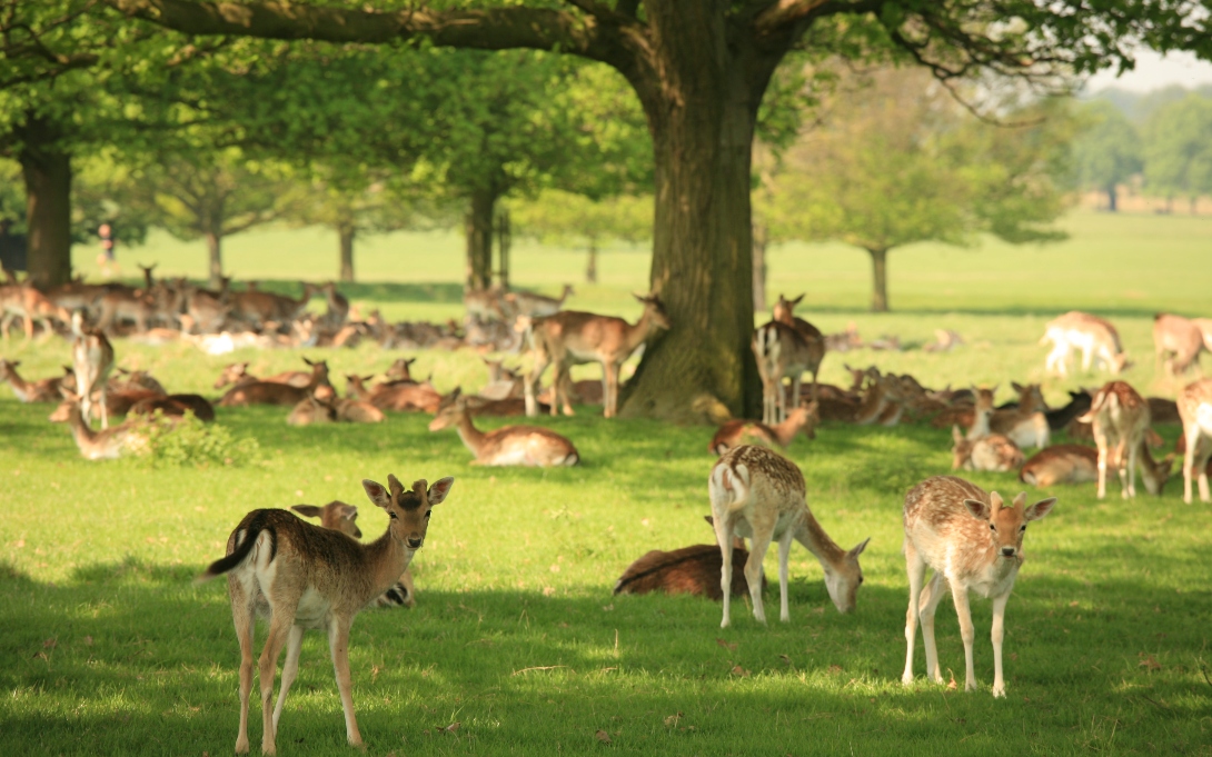 Deers 1090 x 681